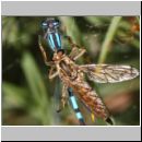 Philonicus albiceps - Sand-Raubfliege w06b 10mm mit Libelle - Sandgrube Niedringhaussee.jpg